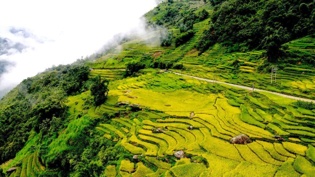 Rice terraces in Sapa, northern Vietnam during the growing season